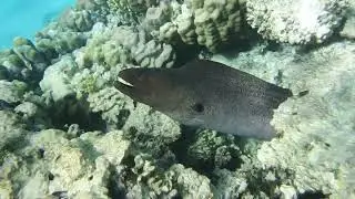 Gigantische Mur&auml;ne. Гигантская мурена.Giant Moray...в Красном море..DSCF2113