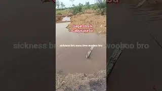 mocel mas bro  ikan gabus babon