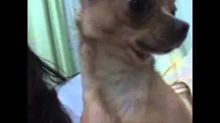 Perrito bravo