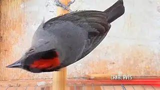 TICO TICO REI CINZA 10 MINUTOS PARA ESQUENTAR E FOGUEAR !!!