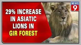 Asiatic lions&rsquo; population increase in Gujarat&rsquo;s Gir forest