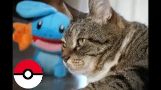 Polybrow Wants To Battle TAG 2020 (Feat. my cat)