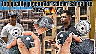 Old line pigeon for sale in Bangalore 2025🔥😱/👉 ‪89510&nbsp;11790‬