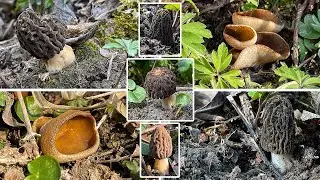 Pilze im M&auml;rz | 19.03.2022 | Spitzmorcheln & erste Morchelbecherlinge | Vergleich Anemonenbecherling