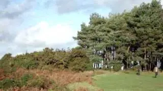 Ashdown Forest Friends Clump