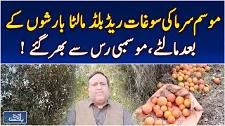 Haripur Red Blood Malta | Seasonal Juice | Winter Fruit Harvest - Aaj Pakistan News