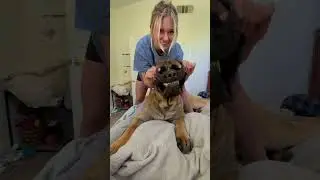 Bowserthemastiff88 #dogpersonality #dogtraining #petfamily #petowner #petlove #familypets