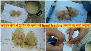 कबूतर के 1 से 2 दिन के बच्चे को hand feeding कराने का सही तरीका