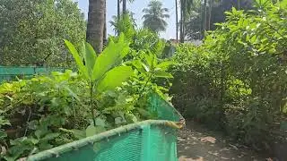 Low Budjet plot for sale 2.5 Gunthe price 25 lakh ,#Alibag , #Nagaon 