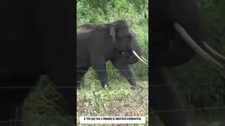 This guy has a diploma in electrical engineering. #relax #goodvibes #elephant #animal
