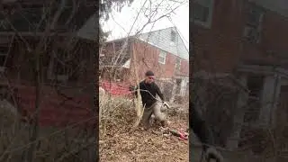 Avoid This Common Poison When Removing a Vine from a Tree