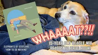 INSANE Reaction to Prog Rock | 15-Year Old Beagle Mix | Elephants of Scotland