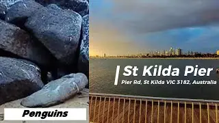 Walking St Kilda Beach Pier to see Eudyptula Minor Penguins #djipocket2 #capcut