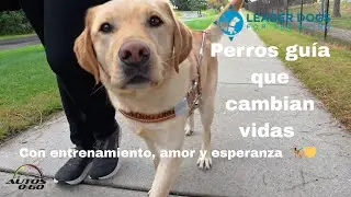 Leader Dogs for the Blind: Guide Dogs That Change Lives | Training, Love, and Hope 🦮💛