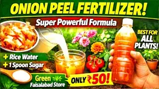 Onion Peel Liquid Fertilizer | Chawal Ka Pani | Best All Plants Fertilizer Only 50Rs | Highlight.