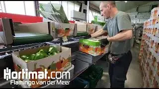 Full pepper sorting and harvest/unloading system with palletizers