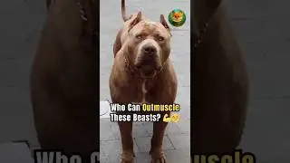 3 Dog Breeds With Unstoppable Power!