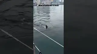 Sailing in Seattle next to Orcas!