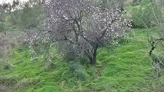 Presa del Limonero