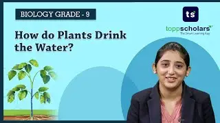 Transpiration | Transpirational Pull | Plants | Root | Water | Biology | Life Science