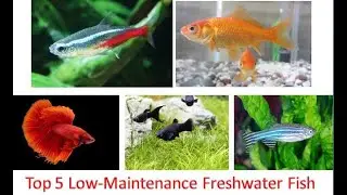 Top 5 Low-Maintenance Freshwater Fish for Beginners