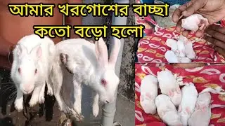 আমার খরগোশের বাচ্ছা কতো বড়ো হলো #khorgosh #rabbit #rabbits #rabbitrescue #rabbitbaby #rabbitbabycare