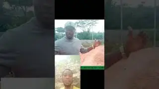 ONE FATAL MISTAKE KILLING SNAIL INVESTORS AND OTHERS LIVESTOCK INVESTORS IN NIGERIA 