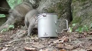 Paynetown Campground June 2023 wildlife