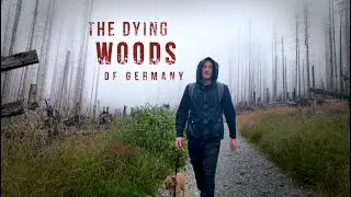 Silent Solo Hiking with my Dog in the Dying Woods of Germany