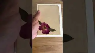 Rose Pressed Flower Card Set