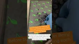 Freeze dried blueberries with the Roller Berry tool