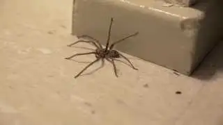Huntsman in my kitchen vine