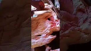 Ubre / &uacute;bere
