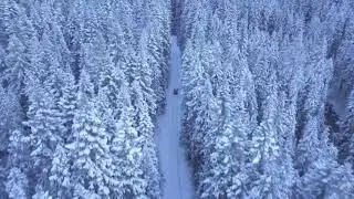 Peaceful Snowy Forest Ambience with Soft Relaxing Music