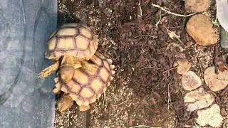 Bought two Babies from Tortoise Whisperer