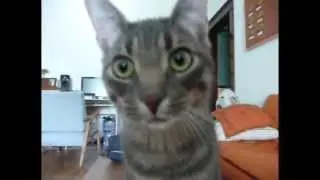Meet Roly Poly