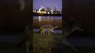 Urban Wildlife Spotted in Downtown Toronto 🦊🌆