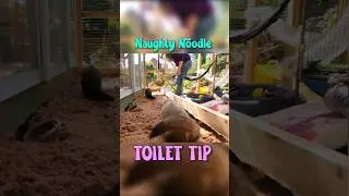 Pet Care Tip: How to Stop a Ferret Pooping in the Wrong Corner #tips #shorts