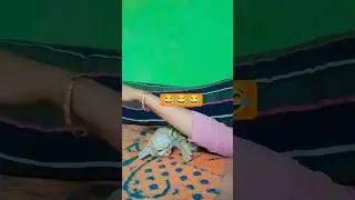 So Cute 🥰Main Agar Kahoon #trending music #ytshortstrendingsong  #shorts #ytshorts #masumkhan