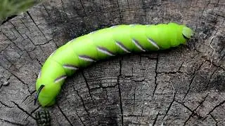 Caterpillar Sphinx ligustri Гусеница бражника