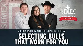Выбор подходящих для вас быков &mdash; вебинар Semex Beef 2024