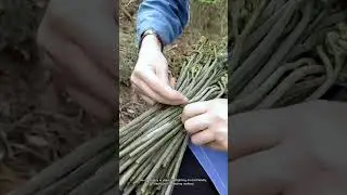 How to Harvest Wild Ferns | Grass‑Leaf Bundling to Basket