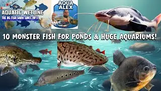 Aquatic Wetline: 10 MONSTER Fish For Ponds & HUGE Tanks