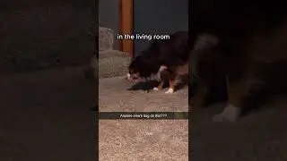 This Dog Can&rsquo;t Eat Unless He&rsquo;s on the Carpet 😂