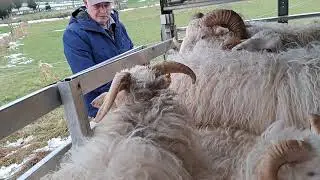 die Bockgruppe kommt auf eine andere Fl&auml;che - Mitte Januar 2026
