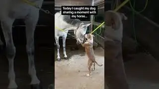 Unlikely friendship but so pure ✨#horse #dog #dogs #foryou #fyp