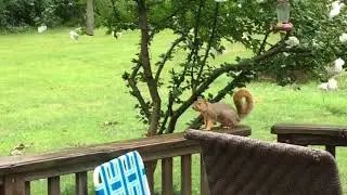 female fox squirrel sounds caution alarm!  - Eagle or Hawk