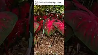 List top 10 Glowing Plants in the world #2025 #music #magicplants #urbanjungle #plantbeauty #plants