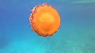 Meduza u Jadranu 2
