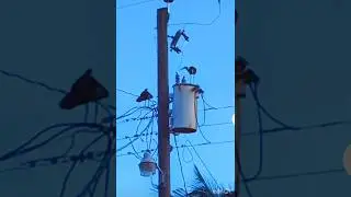 Electric shock and high voltage transmission 🦅 🐦 💀 😔 #wildlife ~ danger ⚠️